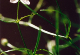 Moehringia muscosa