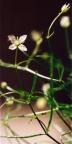 Moehringia muscosa