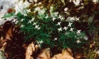 Moehringia muscosa
