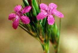 Dianthus armeria