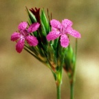 Dianthus armeria