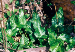 Arum maculatum, Gouet