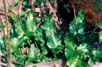 Arum maculatum, Gouet