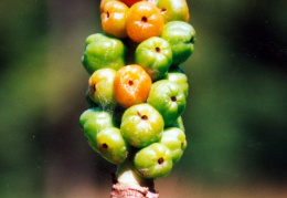 Arum maculatum, Gouet