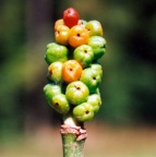 Arum maculatum, Gouet