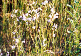 Campanula rapunculus, Campanule raiponce