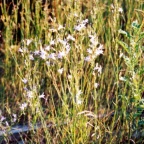 Campanula rapunculus, Campanule raiponce