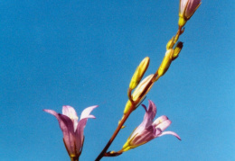 Campanula rapunculus, Campanule raiponce