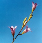 Campanula rapunculus, Campanule raiponce