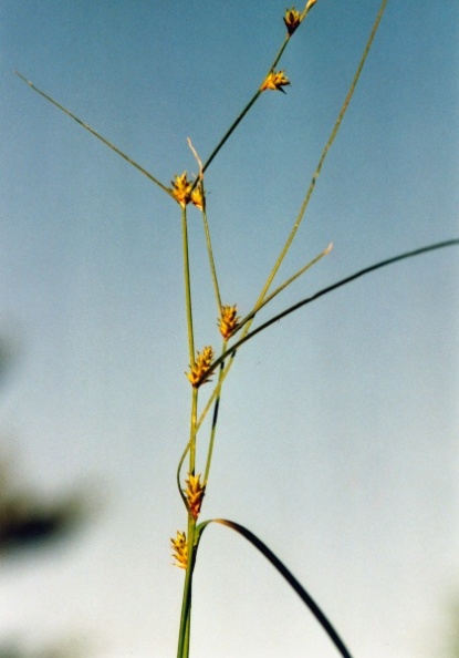 20010700_bonfol_carex_remota.jpg