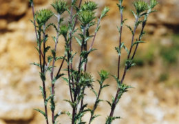 Carlina vulgaris, Carline vulgaire