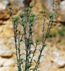 Carlina vulgaris, Carline vulgaire