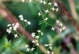 Galium sylvaticum, Gaillet des forêts