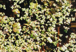 Lemna minor, Petite lentille d'eau