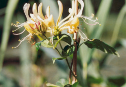 Lonicera periclymenum, Chèvrefeuille des bois