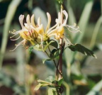 Lonicera periclymenum, Chèvrefeuille des bois