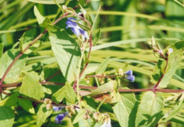 Scutellaria galericulata, Scutellaire à casque