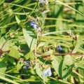 20010700_bonfol_scutellaria_galericulata_01.jpg