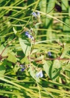 Scutellaria galericulata, Scutellaire à casque