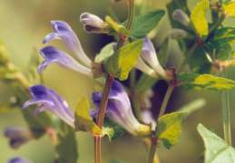 Scutellaria galericulata, Scutellaire à casque