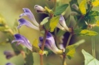 Scutellaria galericulata, Scutellaire à casque