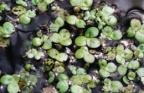 Spirodela polyrhiza, Spirodèle à plusieurs racines