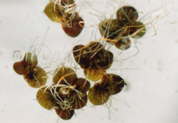 Spirodela polyrhiza, Spirodèle à plusieurs racines
