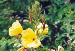 Oenothera biennis, Onagre bisannuelle