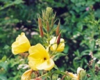 Oenothera biennis, Onagre bisannuelle