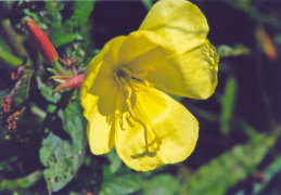 Oenothera biennis, Onagre bisannuelle