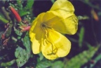 Oenothera biennis, Onagre bisannuelle