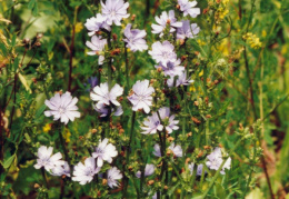 Cichorium intybus, Chicorée sauvages