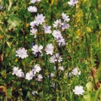 Cichorium intybus, Chicorée sauvages