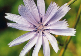 Cichorium intybus, Chicorée sauvages
