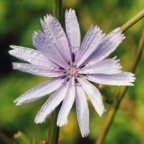 Cichorium intybus, Chicorée sauvages