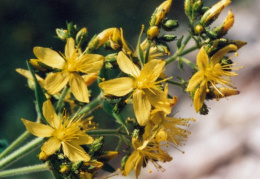 Hypericum hirsutum