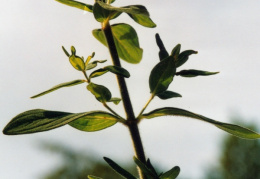 Hypericum hirsutum