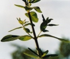 Hypericum hirsutum