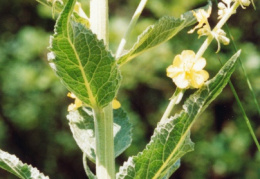 Verbascum lychnitis, Molène lychnite