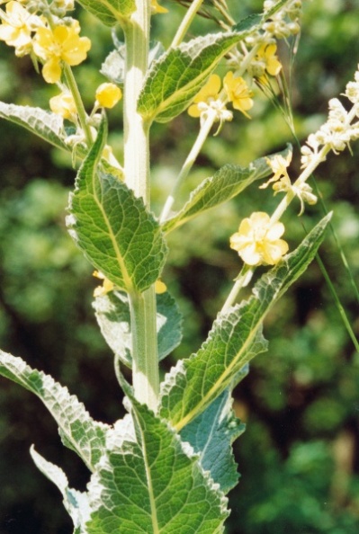 20010700_courrendlin_choindez_verbascum_lychnitis_02.jpg