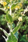 Verbascum lychnitis, Molène lychnite