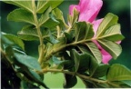 Rosa rugosa, Rosier à feuilles rugueuses