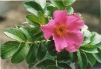 Rosa rugosa, Rosier à feuilles rugueuses