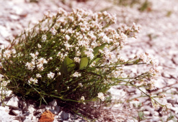Asperula cynanchica, Aspérule des collines