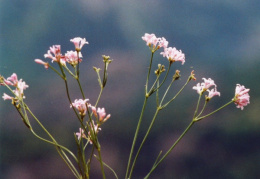 Asperula cynanchica, Aspérule des collines