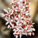 Sedum album