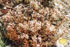 Sedum album