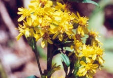 Solidago virgaurea, Solidage verge d'or