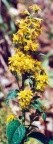 Solidago virgaurea, Solidage verge d'or