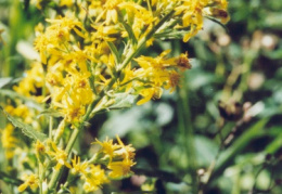 Solidago virgaurea, Solidage verge d'or